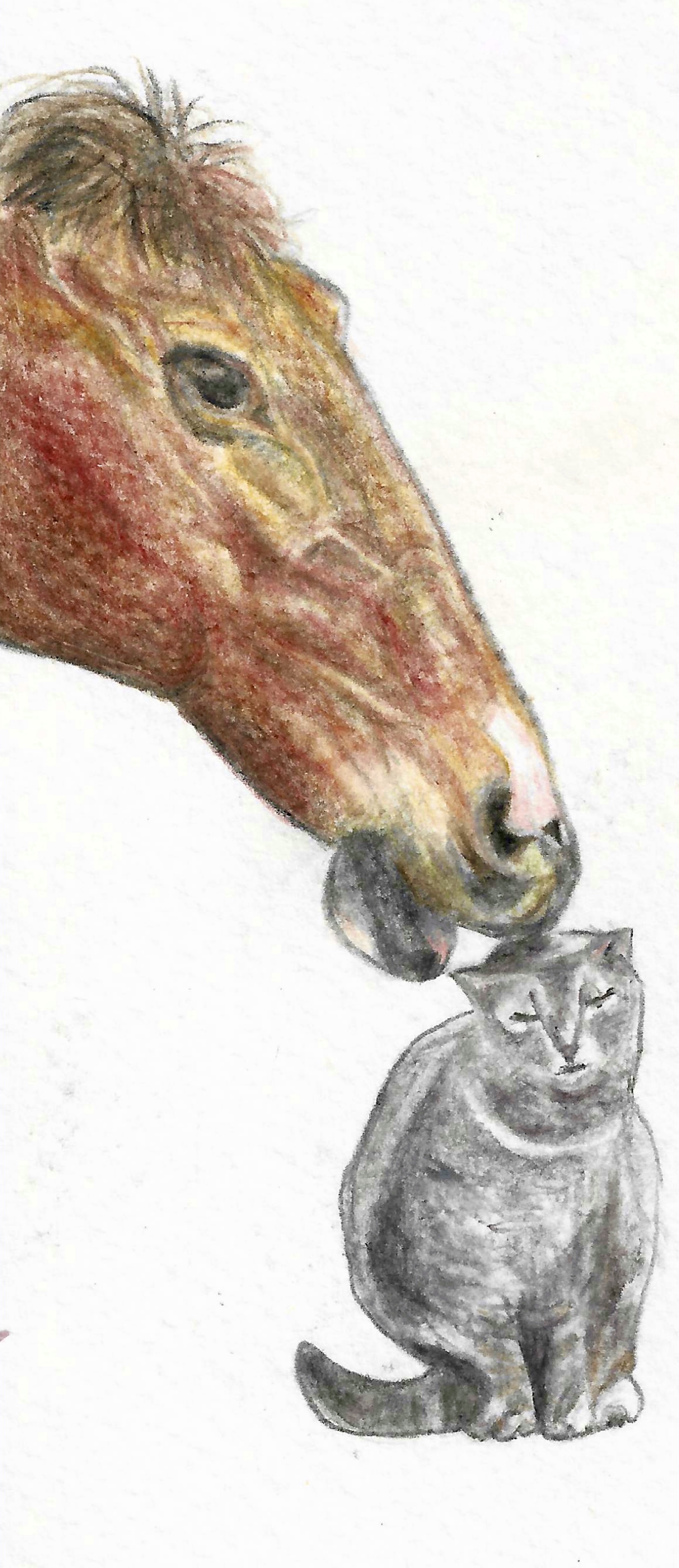 colour pencil drawing of a horse licking the top of a cat's head